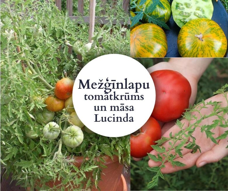 Mežģīņlapu Tomātkrūms ar māsu Lucindu - 6 gab -AR IEKĻAUTU PIEGĀDI MAIJĀ